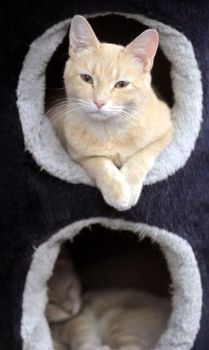 Cats in Great Meadow