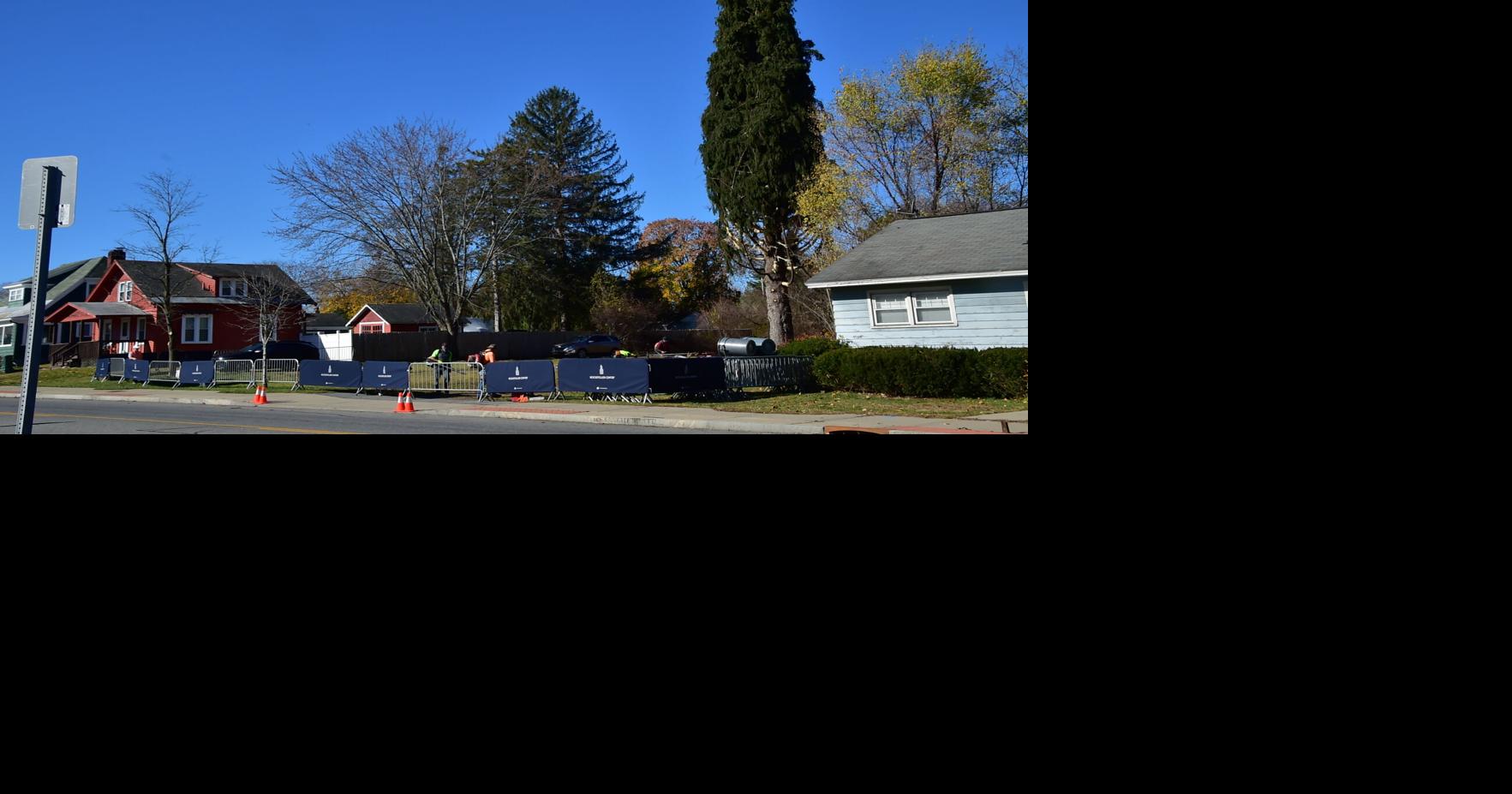 Queensbury tree wrapped and ready for cutting, transport to Manhattan