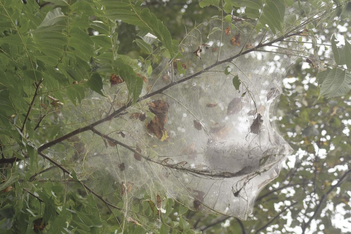 'Obnoxious' webworm nests fill trees