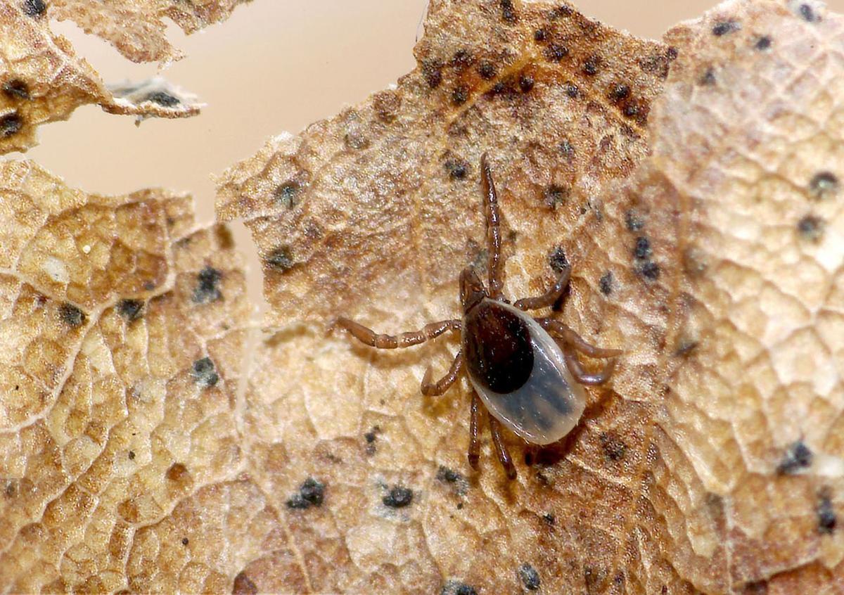 Tick