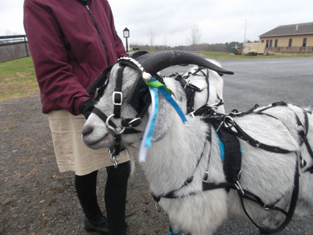 Washington County Fiber Farm Tour Shows Its Softer Side