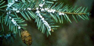 Second confirmed case in Adirondacks of invasive hemlock woolly adelgid found