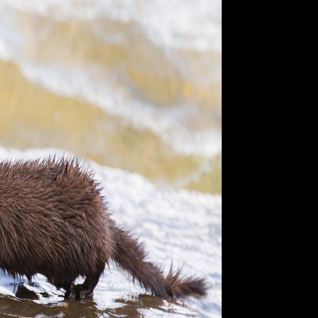 Mink May Be Dying From Pcb Contamination Local Poststar Com Designing high voltage pcbs following specific spacing guidelines is critical. mink may be dying from pcb