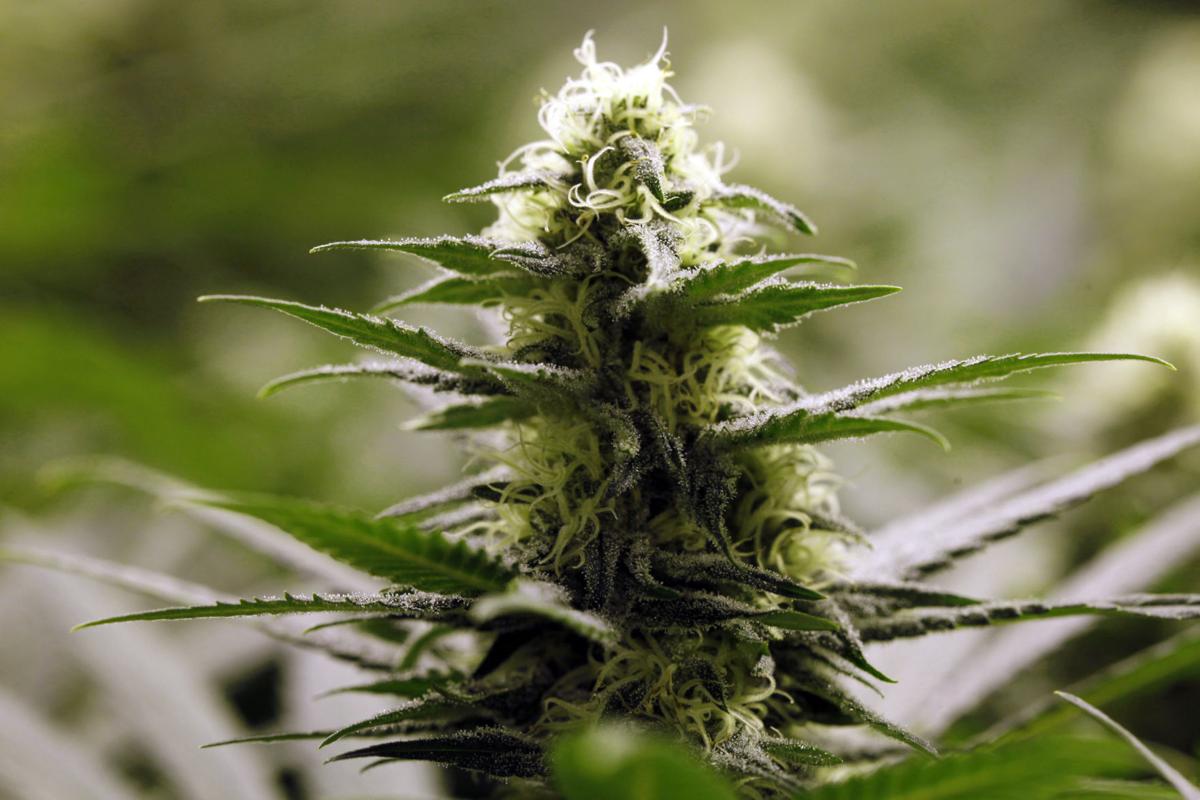 Marijuana