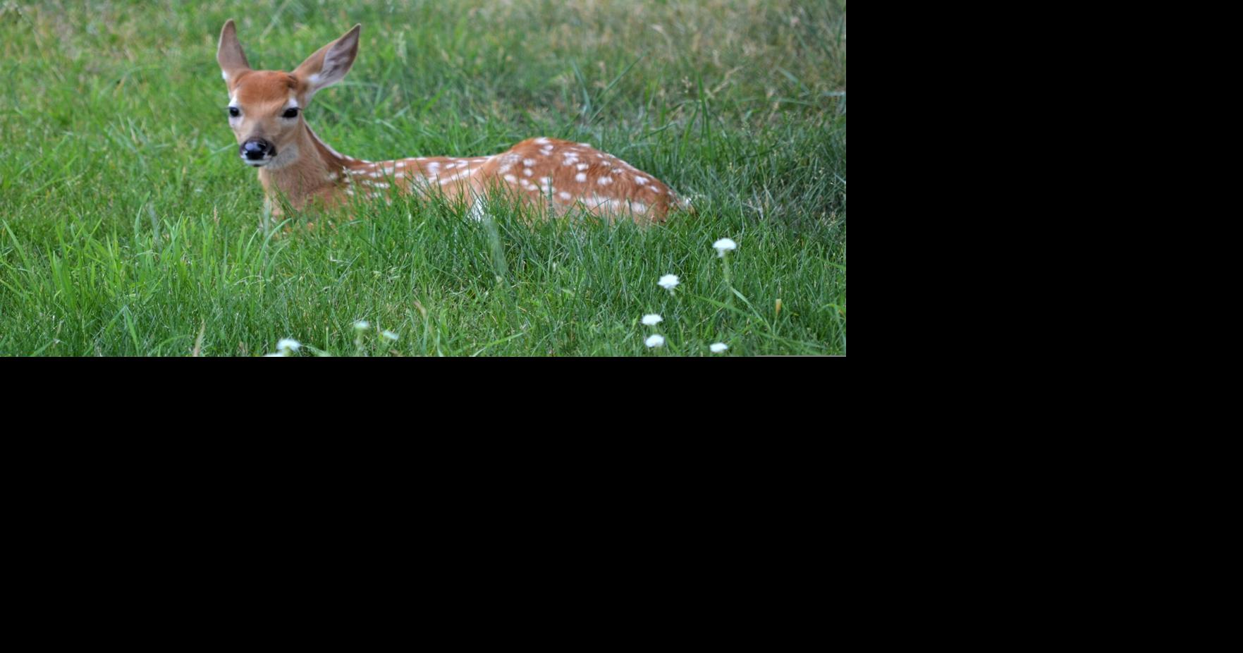 Fawn