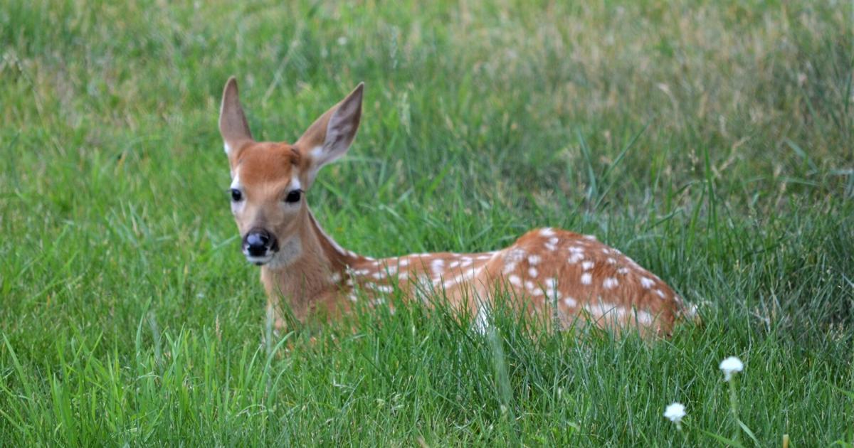 Fawn