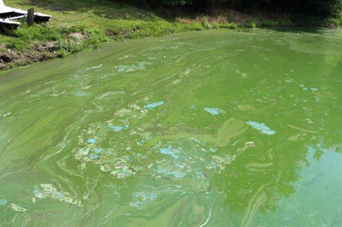 Understanding harmful algal blooms and their impact on drinking water ...