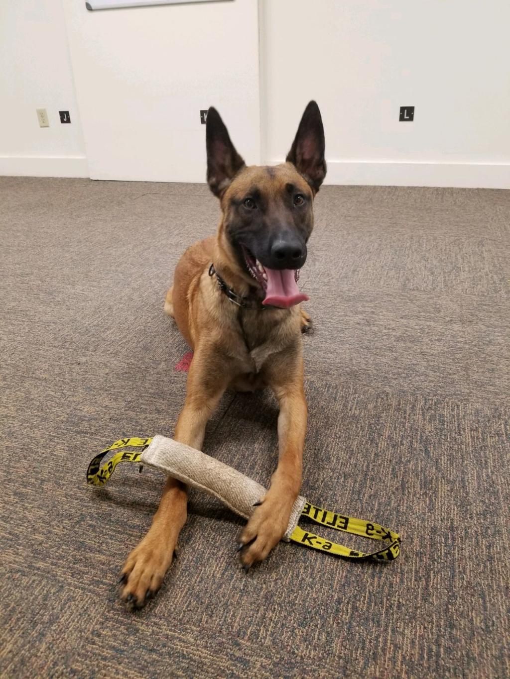 Warren County Gets New Police Dog Under Tough Circumstances