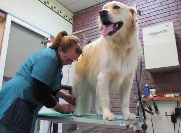 classy clips pet grooming