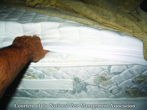 Bed Bug Mattress Sun Bed Bug Mattress Sun