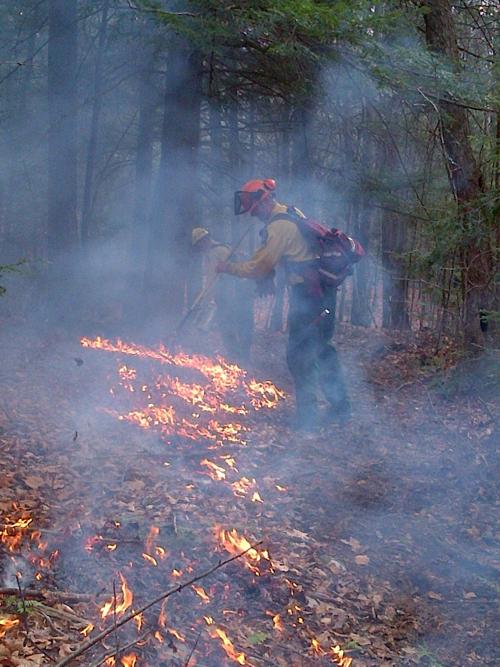 Warren County forest fire contained Local
