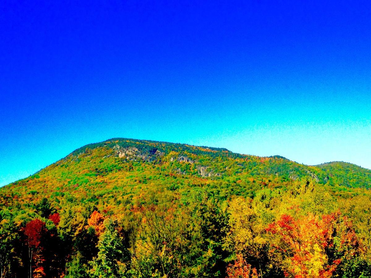 Adirondack trees