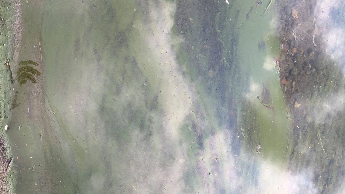 Blog Suspicious Harmful Algal Bloom Found On Friends Lake In Chestertown Blogs Poststar Com