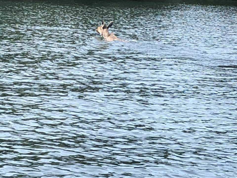 BLOG Boater captures pictures of moose swimming across Lake