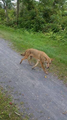 coyote rabies killed police had poststar