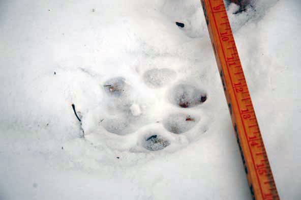 mountain lion paw print in snow