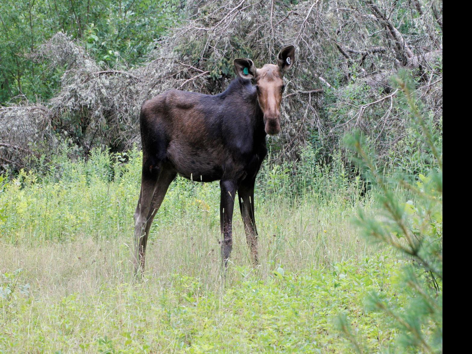 About 400 Moose Live In The Adirondacks Surveys Show Local Poststar Com