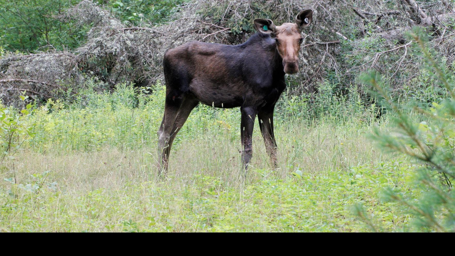 About 400 Moose Live In The Adirondacks Surveys Show Local Poststar Com