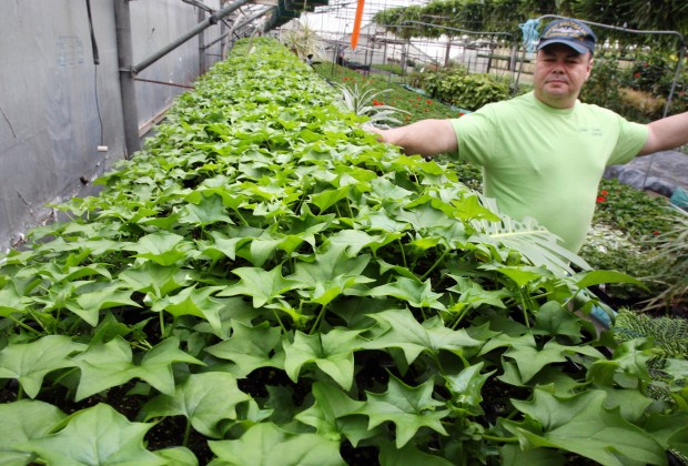 Racecourse Economic Contribution