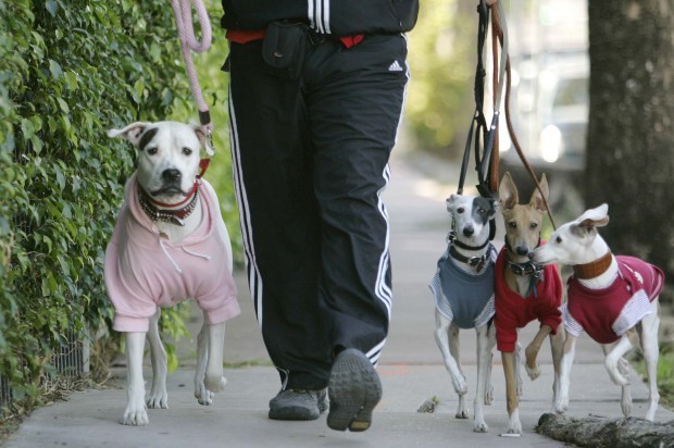 is walking dogs good exercise