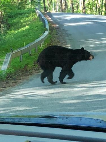 Bear sightings pop area Falls in up Glens