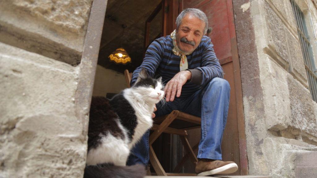 Kedi For The Love Of Cats Local Poststar Com