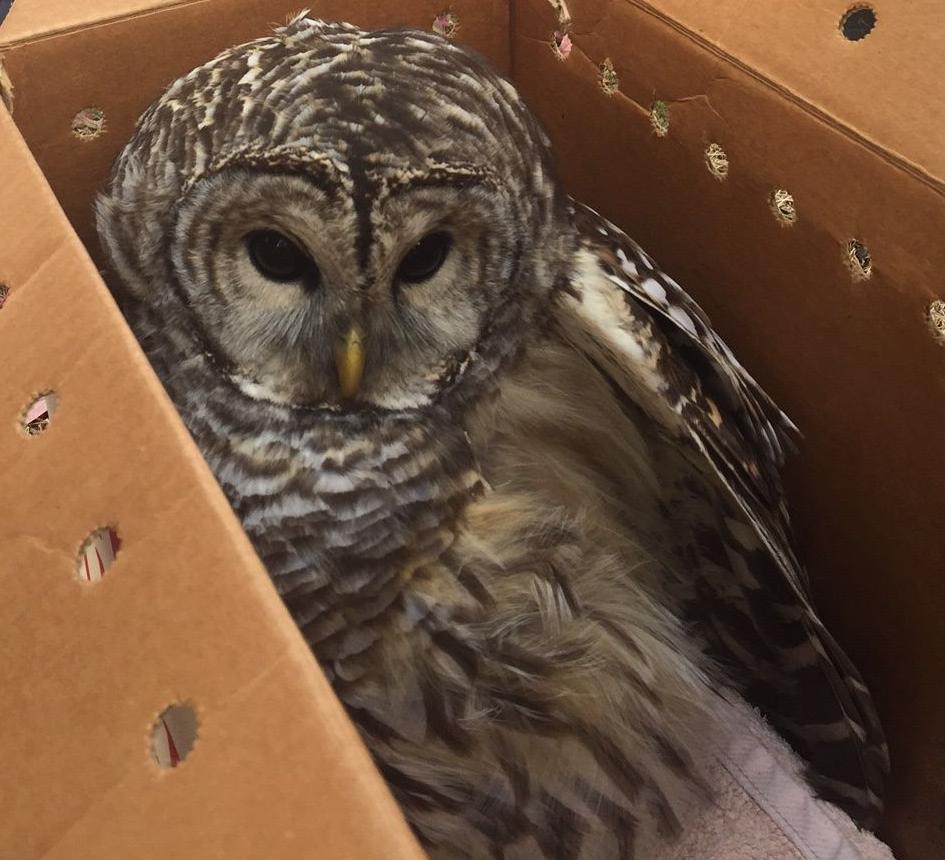 They gave a hoot: Distressed owl rescued by Mill residents poststar com