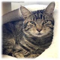 Find-a-Friend: Adoptable pets near you!
