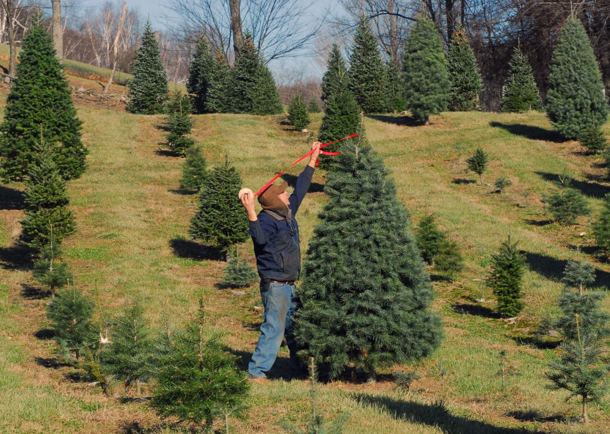 Tree tagging time
