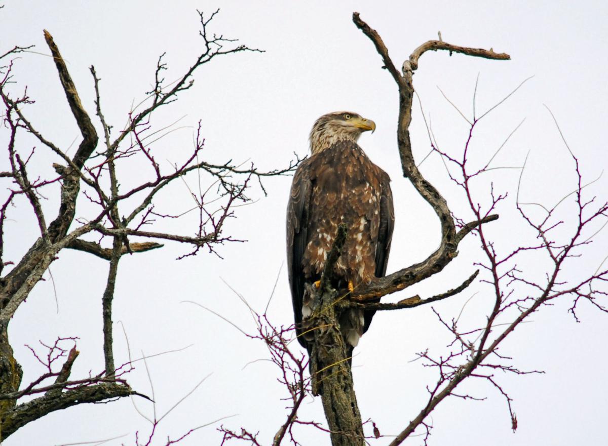 From Just Two To Hundreds Bald Eagle Numbers Continue To