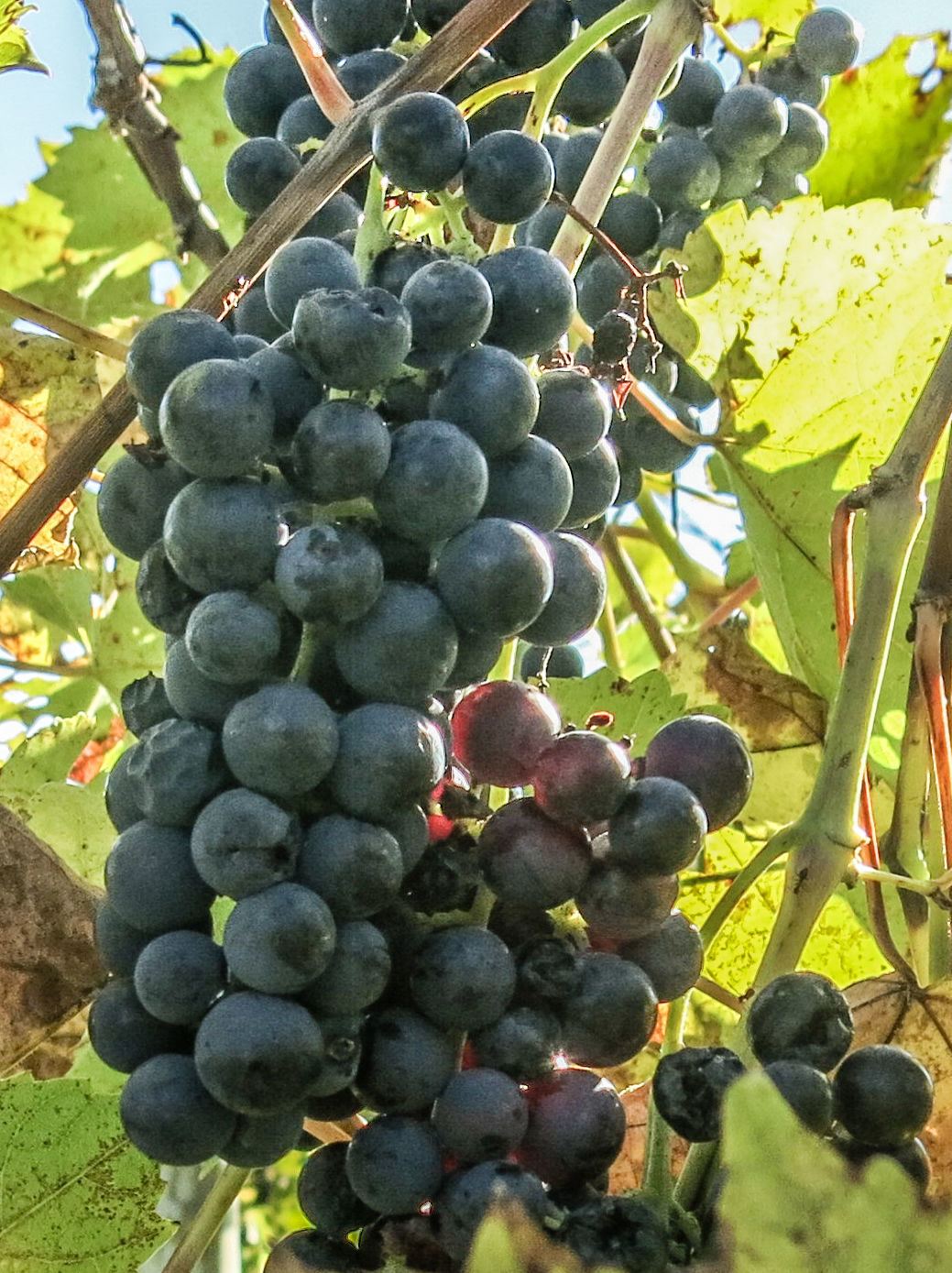 Vineyard owners eye 'cold climate wine' market Local