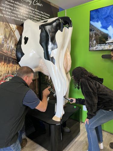 Caring for Cows