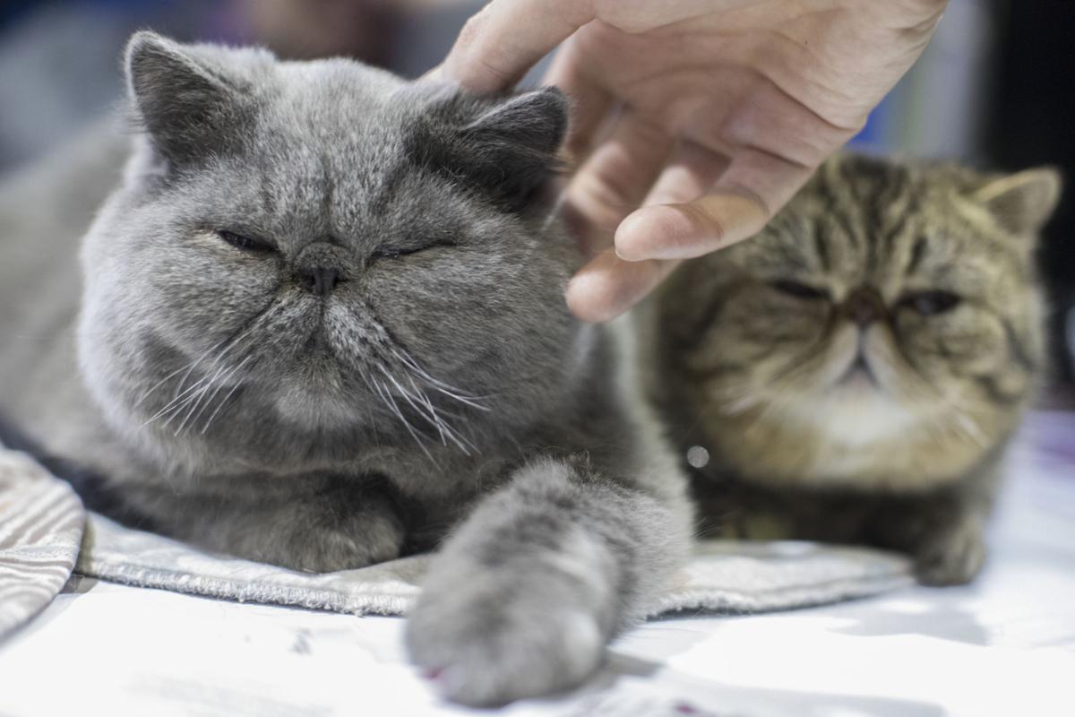 Cats At The Westminster Dog Show Sort Of In A First Poststar Com