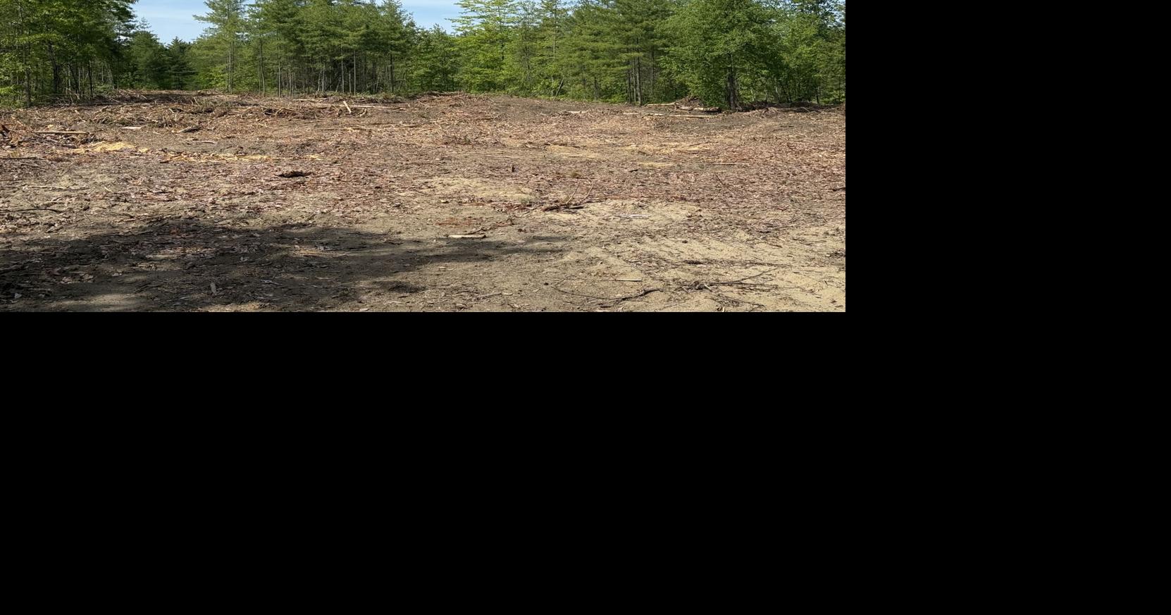 Red pine harvest forum slated for June 24 in Potter Woods