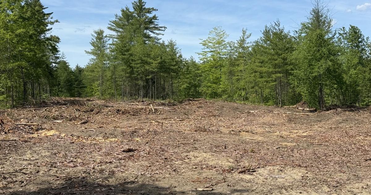 Red pine harvest forum slated for June 24 in Potter Woods