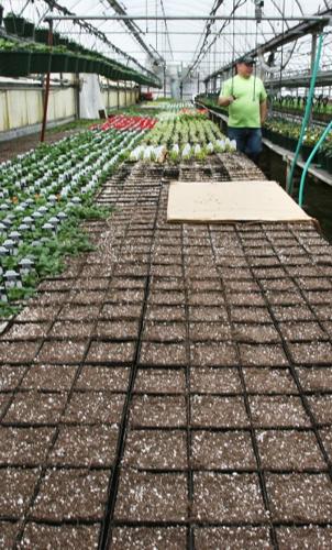 Racecourse Economic Contribution