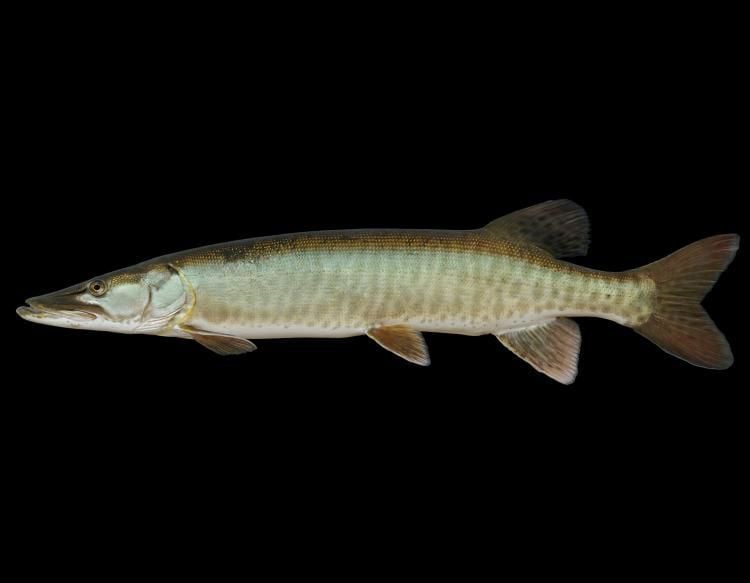 Tiger Muskie  Lake Champlain