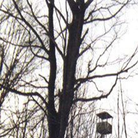 Warren County Seeks To Reopen Long Closed Fire Tower In Hague