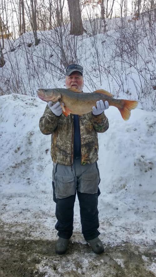 Champlain walleye