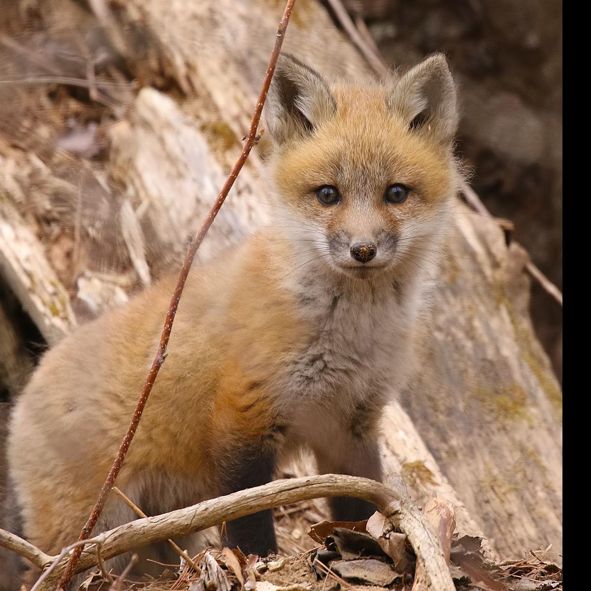 Sightings Fox Kit April 26 Bob Henke Poststar Com