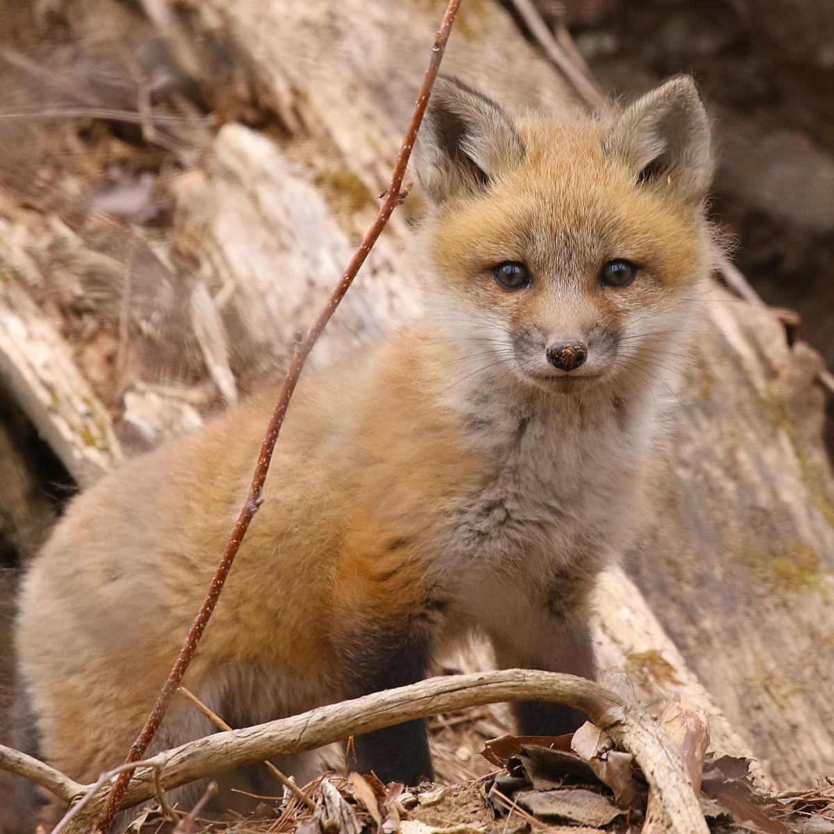 Sightings Fox Kit April 26 Bob Henke Poststar Com
