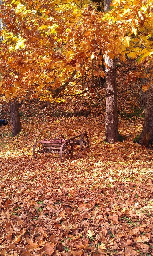 Autumn Leaves