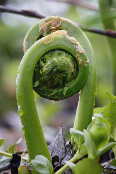 Local farmers harvest fiddleheads, ramps | Lifestyles | poststar.com