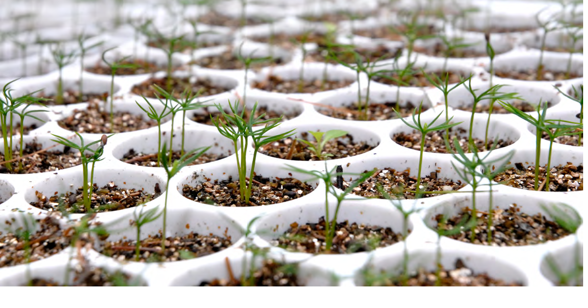 Annual tree and shrub seedling sale now open