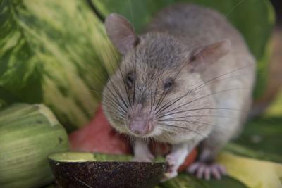 "Our" rat, hard at work