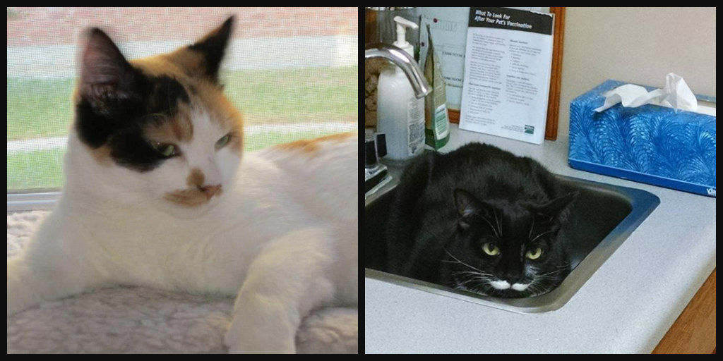 My cats