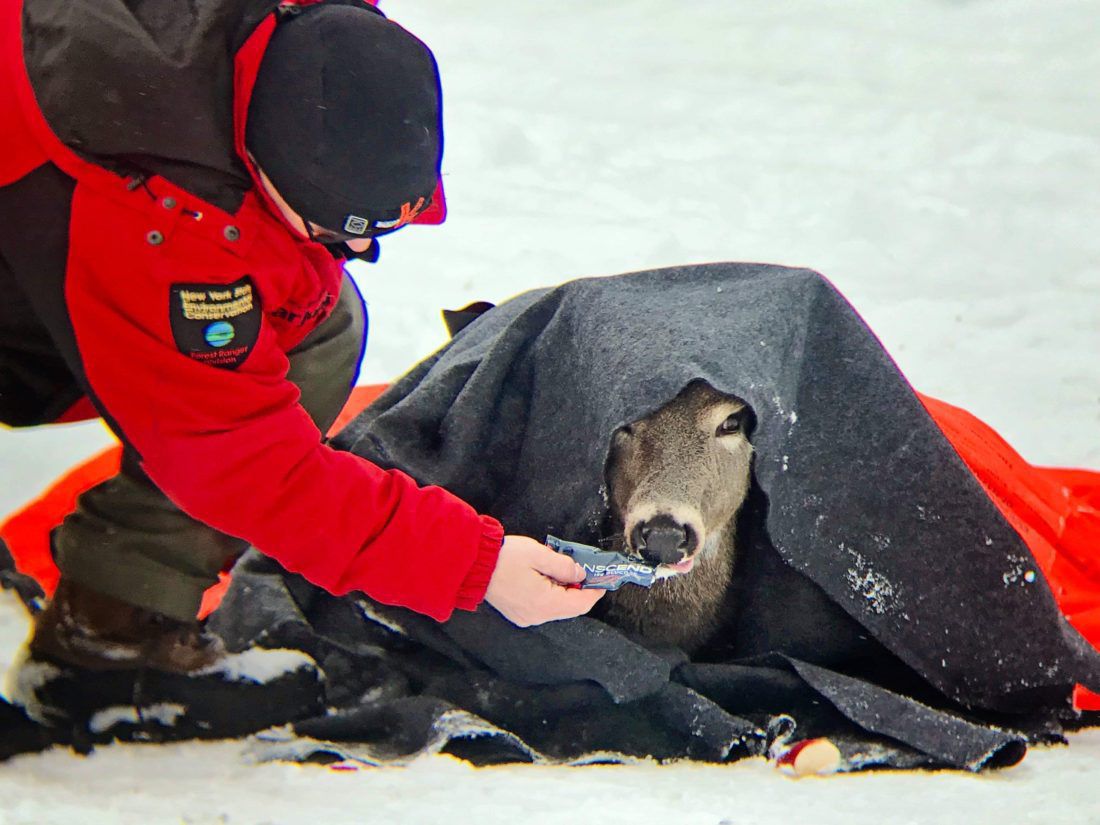 Firefighters rescue deer from lake, but despite efforts dies