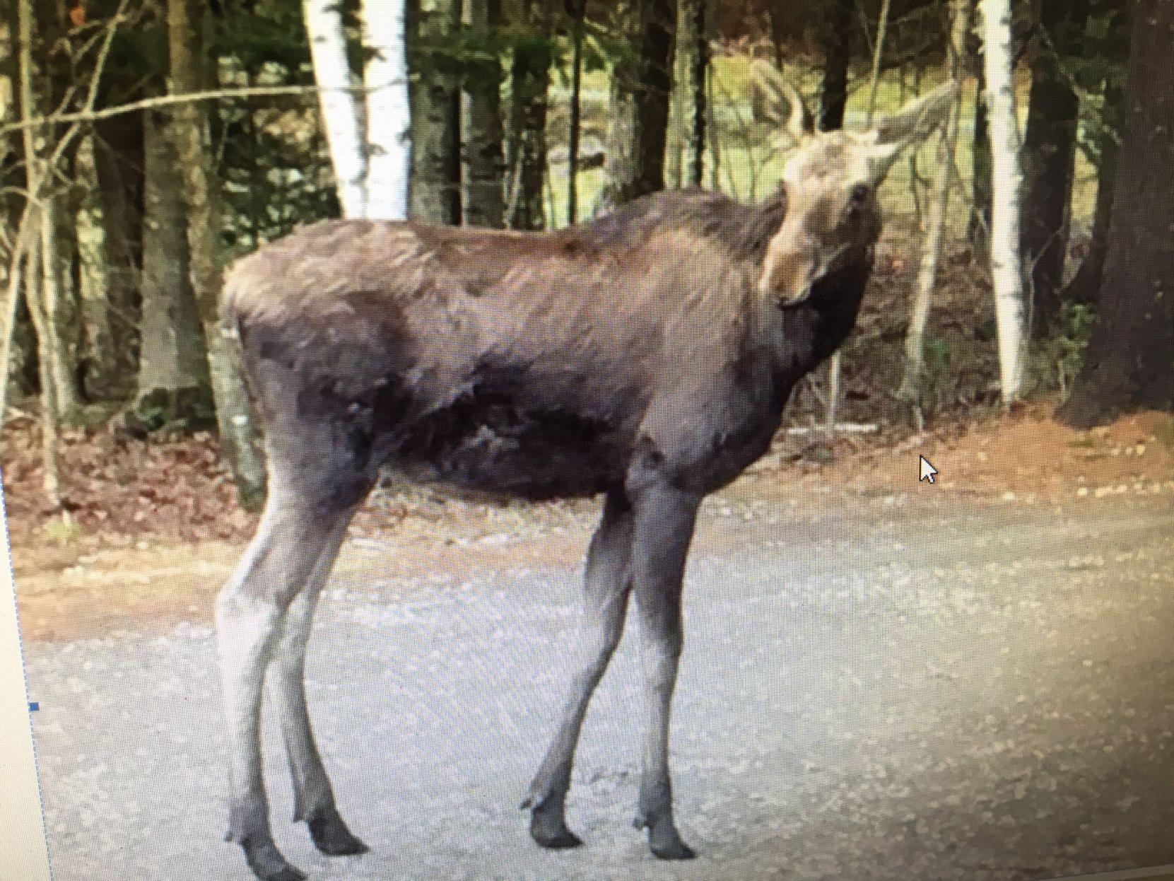 North River Moose Plural Adirondack Outdoors Poststar Com