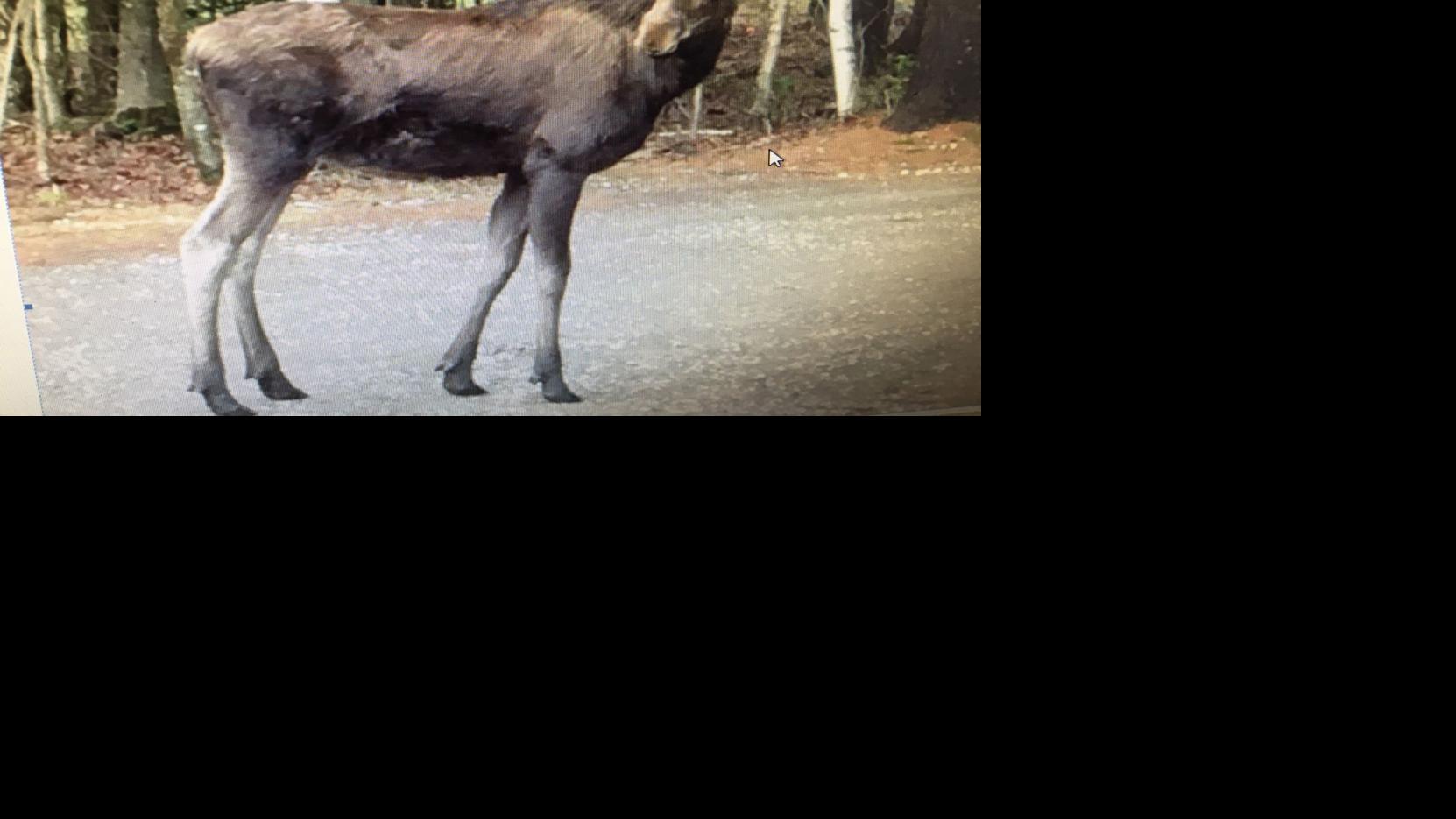 North River moose (plural?) Adirondack Outdoors