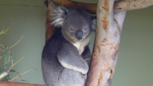 Air Bear Watch As A Koala Takes An Impressive Jump National Poststar Com